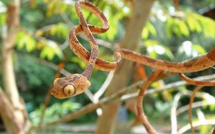 Ngoại hình của chúng khác biệt với các loài rắn khác với thân hình siêu mỏng, đôi mắt lồi và đầu góc tù.