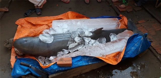 Tuy nhiên, vào tháng 5/2019, một cặp vợ chồng ở Bến Tre đã bắt được một con cá nược dài 2,3 mét, nặng khoảng 150 kg, gây chấn động khắp cả nước.