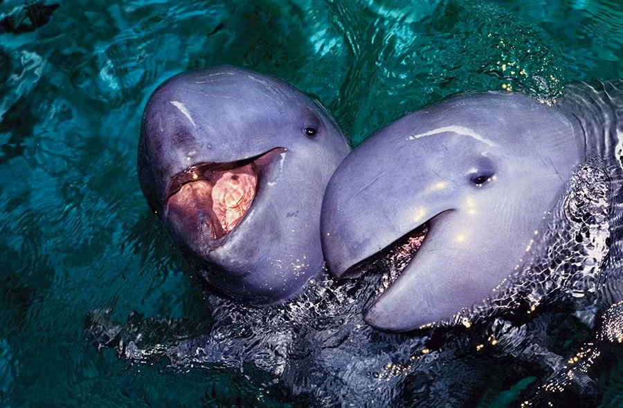 Khi con cá nược này được phát hiện, các nhà khoa học chỉ có thể bù chi phí cho ngư dân mà không thể mua nó.