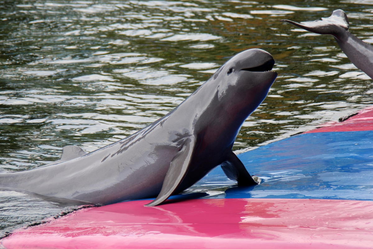 Khi mới sinh, cá nược dài khoảng 1 mét và nặng 10 kg, nhưng khi trưởng thành, nó có thể dài tới 2,3 mét và nặng hơn 130 kg.