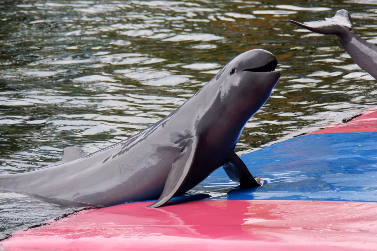 Khi mới sinh, cá nược dài khoảng 1 mét và nặng 10 kg, nhưng khi trưởng thành, nó có thể dài tới 2,3 mét và nặng hơn 130 kg.