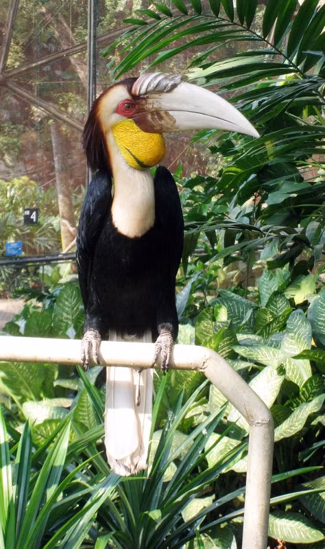 Niệc mỏ vằn hiện đã được đưa vào Sách Đỏ Việt Nam.