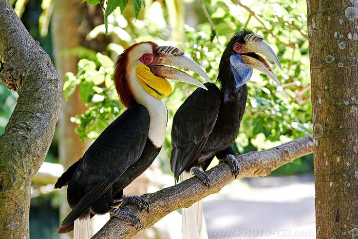 Niệc mỏ vằn sống và làm tổ, kiếm ăn ở rừng nguyên, thứ sinh thường xanh ẩm ít bị khai thác ở các thung lũng, vùng đồi núi cao 100-1.500m và cả rừng ngập mặn.