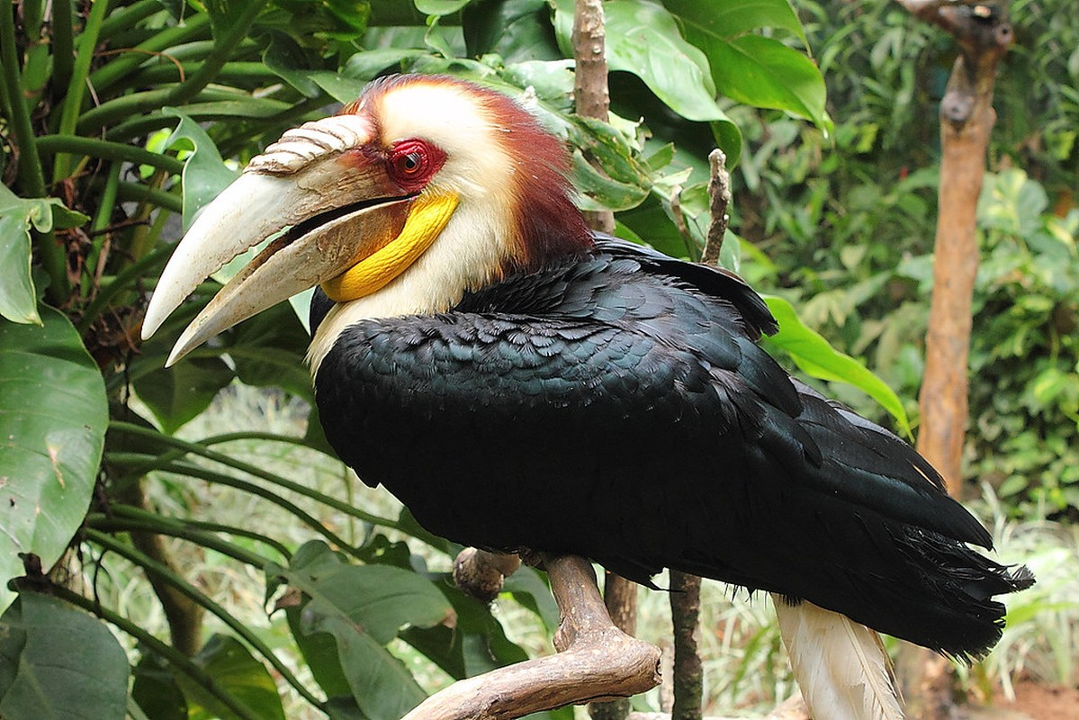 Sự việc này diễn ra vào tối 13/5 khi anh Trịnh Đức Hùng phát hiện con chim trên giàn mướp và sau khi tìm hiểu, đã quyết định giao nộp cho cơ quan chức năng để đảm bảo con chim được chăm sóc và thả về tự nhiên.