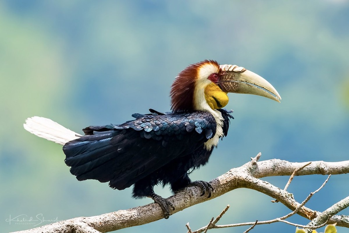 Niệc mỏ vằn trưởng thành có đuôi màu trắng, da ở họng vàng cam tươi có vằn ngang đen ở chim đực và xanh thẫm ở chim cái.