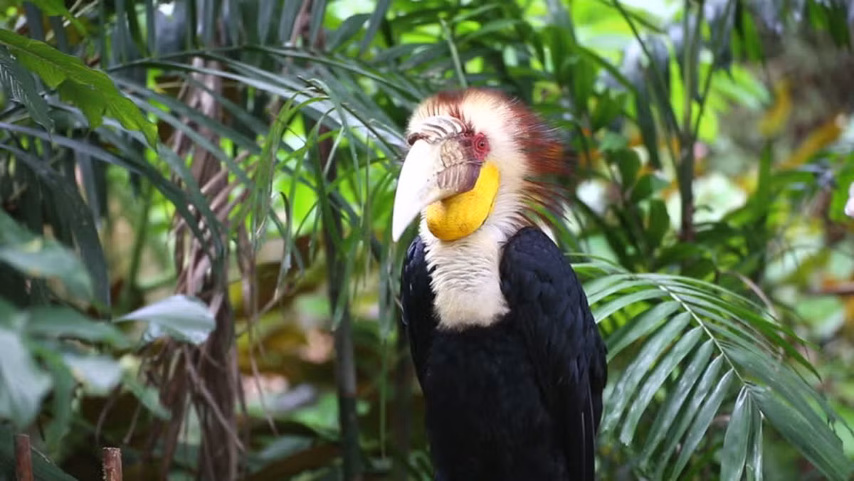 Thời gian ấp 40 - 45 ngày và thường chỉ thấy một con.