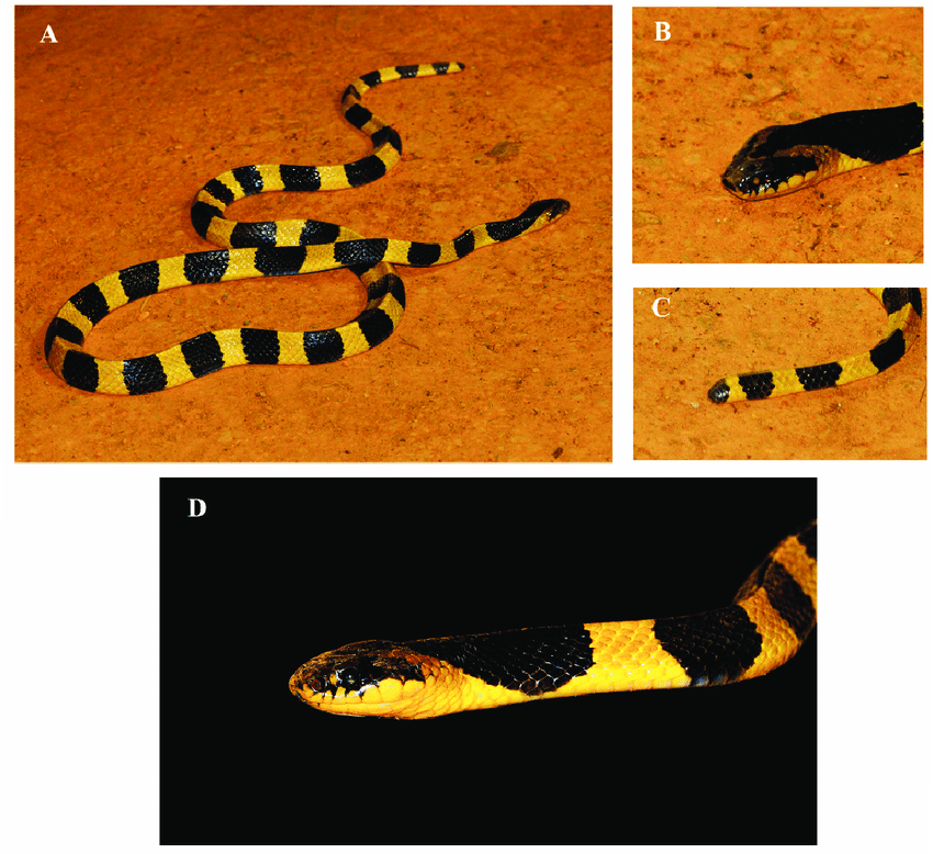Rắn cạp nong (tên khoa học Bungarus fasciatus) đặc trưng với các khoang có màu đen và vàng xen kẽ. Lưỡi của rắn cạp nong có màu đen, đầu có chữ V màu vàng, rắn có xương sống nổi rõ lên hình tam giác và có đôi mắt to.