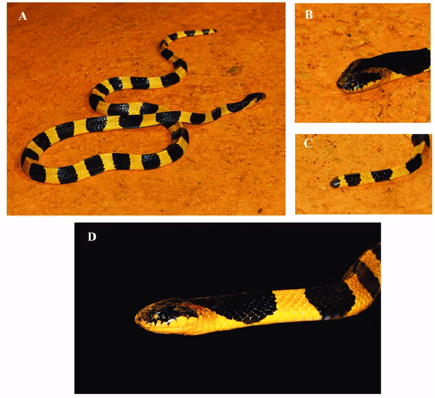 Rắn cạp nong (tên khoa học Bungarus fasciatus) đặc trưng với các khoang có màu đen và vàng xen kẽ. Lưỡi của rắn cạp nong có màu đen, đầu có chữ V màu vàng, rắn có xương sống nổi rõ lên hình tam giác và có đôi mắt to.