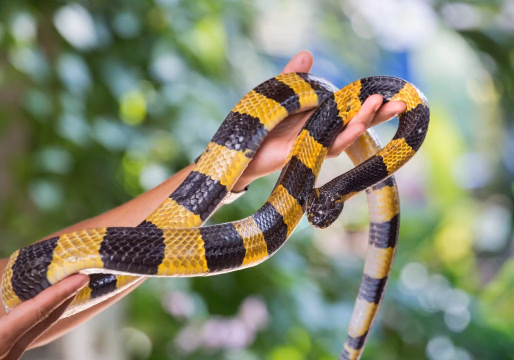 Mặc dù rắn Krait ít nhắm tới con mồi lớn như con người, nhưng khi cần thiết, chúng vẫn tấn công.