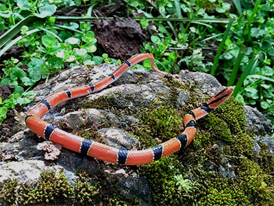 Để bảo vệ rắn sọc đốm đỏ khỏi nguy cơ tuyệt chủng, các nhà bảo tồn đề xuất một loạt biện pháp. Trước tiên, cần tăng cường công tác giáo dục và nâng cao nhận thức cộng đồng về tầm quan trọng của việc bảo vệ loài rắn này. Bên cạnh đó, cần có các biện pháp quản lý và giám sát chặt chẽ hoạt động săn bắt, buôn bán rắn sọc đốm đỏ.