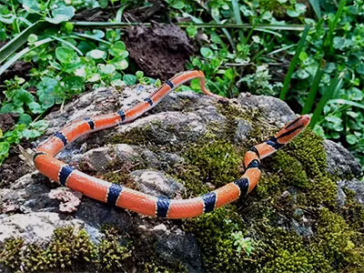 Để bảo vệ rắn sọc đốm đỏ khỏi nguy cơ tuyệt chủng, các nhà bảo tồn đề xuất một loạt biện pháp. Trước tiên, cần tăng cường công tác giáo dục và nâng cao nhận thức cộng đồng về tầm quan trọng của việc bảo vệ loài rắn này. Bên cạnh đó, cần có các biện pháp quản lý và giám sát chặt chẽ hoạt động săn bắt, buôn bán rắn sọc đốm đỏ.