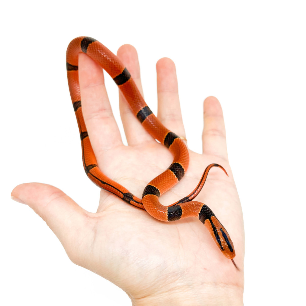 Nhà sinh vật học Nguyễn Văn An, người đã có nhiều năm nghiên cứu về các loài rắn ở Việt Nam, cho biết: "Rắn sọc đốm đỏ không chỉ đẹp mà còn có giá trị sinh thái rất lớn. Chúng giúp kiểm soát số lượng các loài gặm nhấm và côn trùng trong tự nhiên. Việc bảo vệ loài rắn này không chỉ bảo vệ đa dạng sinh học mà còn giữ cân bằng hệ sinh thái".