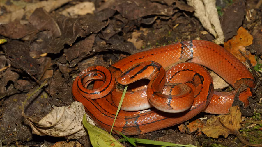 Vẻ đẹp và tính vô hại của rắn sọc đốm đỏ đã biến chúng thành mục tiêu săn lùng ráo riết của nhiều dân chơi thú cảnh. Tuy nhiên, việc săn bắt vô tội vạ trong thiên nhiên đang đẩy loài rắn này vào tình trạng nguy cấp. Theo các nhà bảo tồn, rắn sọc đốm đỏ ngày càng hiếm gặp ở Việt Nam, và nếu không có các biện pháp bảo vệ kịp thời, chúng có thể đối mặt với nguy cơ tuyệt chủng như nhiều loài động vật khác.