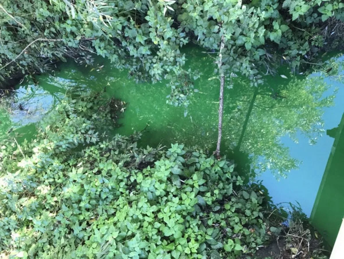 Một con chó đã bị ốm sau khi tiếp xúc với nước của dòng sông này.