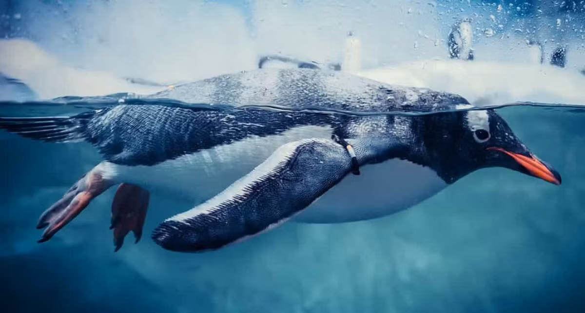 Các nhà khoa học đang lên kế hoạch nghiên cứu chim cánh cụt ở Nam Cực để hiểu rõ hơn về việc phosphine xuất hiện trong phân của chúng.