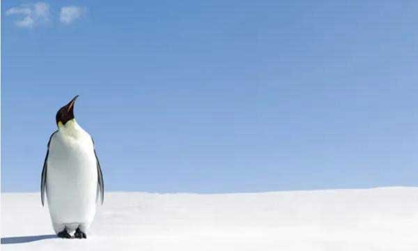 Các nhà khoa học ở Anh đã đưa ra giả thuyết rằng chim cánh cụt có thể là sinh vật từ hành tinh khác đến Trái đất sau khi phát hiện dấu vết của chất phosphine trong phân của chúng.