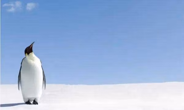 Các nhà khoa học ở Anh đã đưa ra giả thuyết rằng chim cánh cụt có thể là sinh vật từ hành tinh khác đến Trái đất sau khi phát hiện dấu vết của chất phosphine trong phân của chúng.