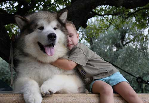 2. Chó Alaskan Malamute (Chó Alaska): Thân hình to lớn nhưng tính tình hiền lành, thân thiện.