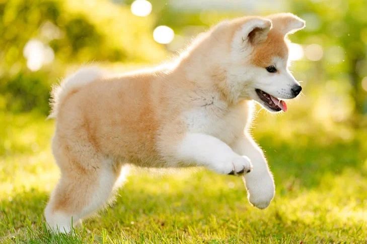 7. Chó Akita Inu: Giống chó quý có nguồn gốc từ Nhật Bản, mạnh mẽ và trung thành.