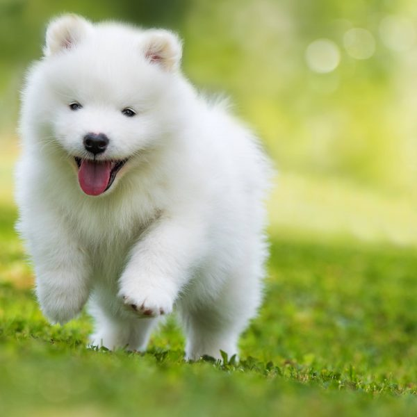 6. Chó Samoyed: Có bộ lông mềm mại, trắng như tuyết, và tính cách thân thiện, trung thành.