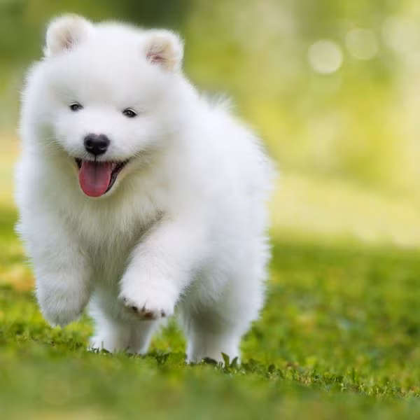 6. Chó Samoyed: Có bộ lông mềm mại, trắng như tuyết, và tính cách thân thiện, trung thành.
