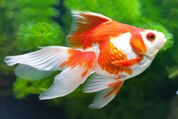 Quá trình tiến hóa của cá vàng được thực hiện thông qua đột biến gene và chọn lọc nhân tạo, làm thay đổi hoàn toàn ngoại hình của chúng.