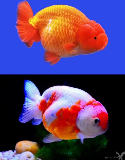 Loài cá vàng đã trải qua nhiều biến đổi trong quá trình tiến hóa, đến mức dù được thả ra ngoài tự nhiên nhưng chúng không thể sống sót.