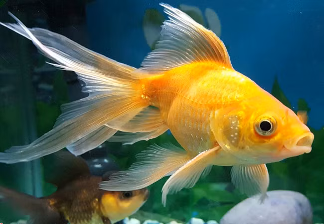 Tuy nhiên, những biến dị này cũng khiến cho cá vàng trở nên yếu đuối hơn trong tự nhiên, dễ bị mắc bệnh và có tỷ lệ tử vong cao.
