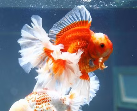Những biến đổi này bao gồm màu sắc, hình dạng cơ thể, đuôi và vây... Cá vàng đã trở thành một biểu tượng của sự tiến hóa và sự can thiệp của con người trong quá trình lai tạo.
