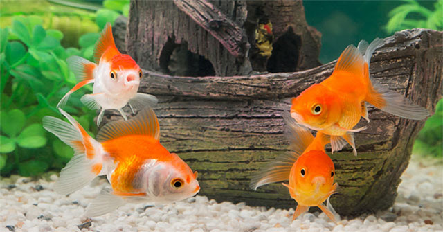 Mặc dù vậy, sự ưa thích của con người về cá vàng và việc lai tạo nhân tạo vẫn tiếp tục, đặt ra nhiều câu hỏi về tương lai của loài cá này.