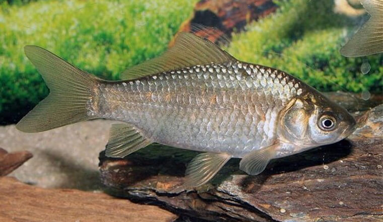 Ban đầu, tổ tiên của cá vàng là loài cá diếc hoang dã, và một thí nghiệm đã chứng minh rằng không có sự cách ly sinh sản giữa cá vàng và cá diếc, chỉ khác biệt về đặc điểm ngoại hình.