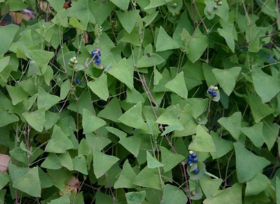 Thồm lồm gai mọc hoang ở khắp những nơi ẩm thấp.