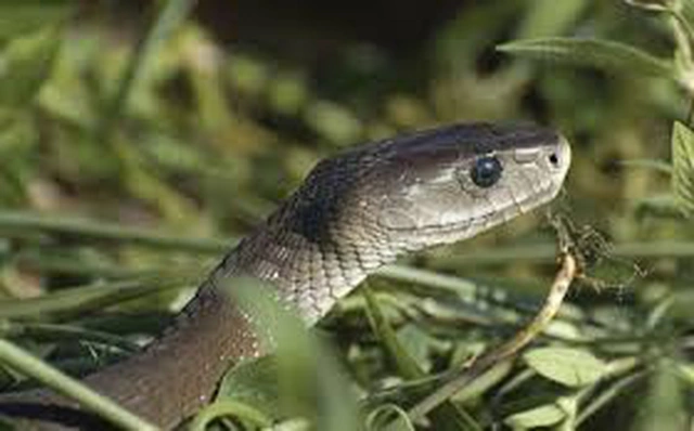 Thồm lồm gai không chỉ giúp xua đuổi rắn mà còn có thể ăn được và có nhiều công dụng chữa bệnh như thanh nhiệt, trị cảm sốt, viêm ruột, tiêu chảy, và chữa vết bỏng.