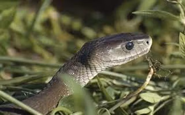 Thồm lồm gai không chỉ giúp xua đuổi rắn mà còn có thể ăn được và có nhiều công dụng chữa bệnh như thanh nhiệt, trị cảm sốt, viêm ruột, tiêu chảy, và chữa vết bỏng.