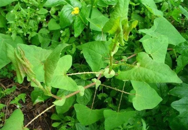 Thồm lồm gai là loại cây sống lâu năm có thân mọc bò hay leo.