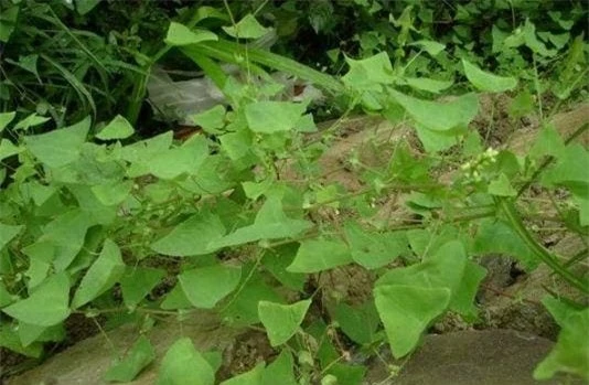  Loài cây kỳ lạ này có tên là thồm lồm gai. Chúng phát triển nhanh, có nhiều gai ngược, khiến rắn bị thương khi tiếp xúc. Vì vậy, trồng thồm lồm gai trong sân có thể xua đuổi rắn hiệu quả.