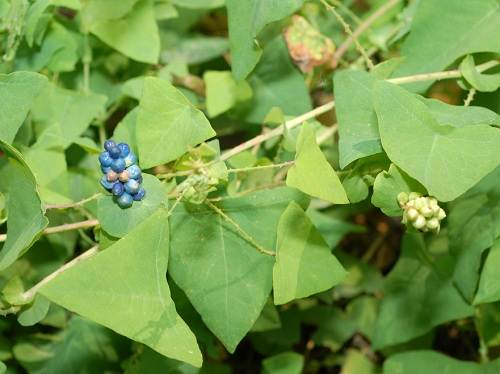 Hoa của thồm lồm gai mọc thành bông ngắn ở ngọn, cũng có bẹ chìa như lá; cuống dài và có gai nhọn; hoa nhỏ màu trắng hoặc xanh nhạt.