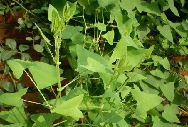 Thồm lồm gai hay còn gọi là rau má ngọ, rau sông chua dây, thuộc họ rau răm.