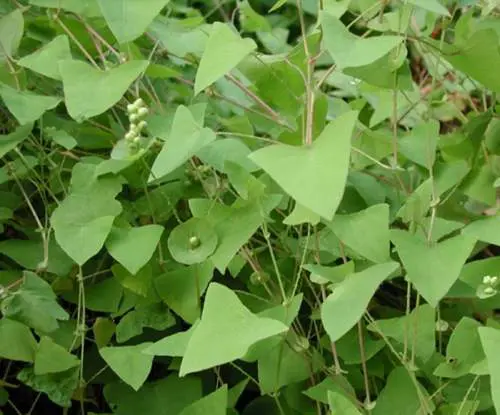 Chúng có nhánh nhẵn mang gai quặp xuống. Lá hình tam giác, mép lá nguyên hay có gai, phía dưới làm thành bẹ rộng bao quanh thân.