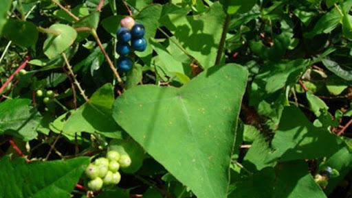 Để làm thuốc có thể dùng toàn cây. Dùng tươi hoặc phơi, sấy, khô.