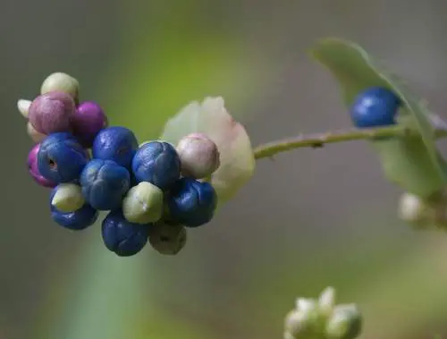 Quả thồm lồm gai có 3 rãnh dọc, khi chín màu đen. Mùa ra hoa tháng 6-8; quả tháng 9-10.