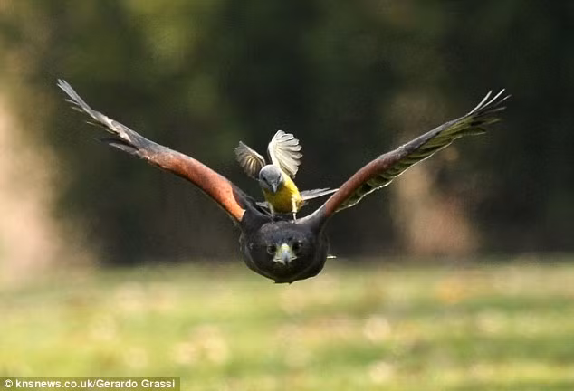 Dù diều hâu có kích thước lớn và được biết đến là thống trị trong việc săn mồi, nhưng chim Great Kiskadee không chịu khuất phục và liên tục tấn công vào đầu của diều hâu.