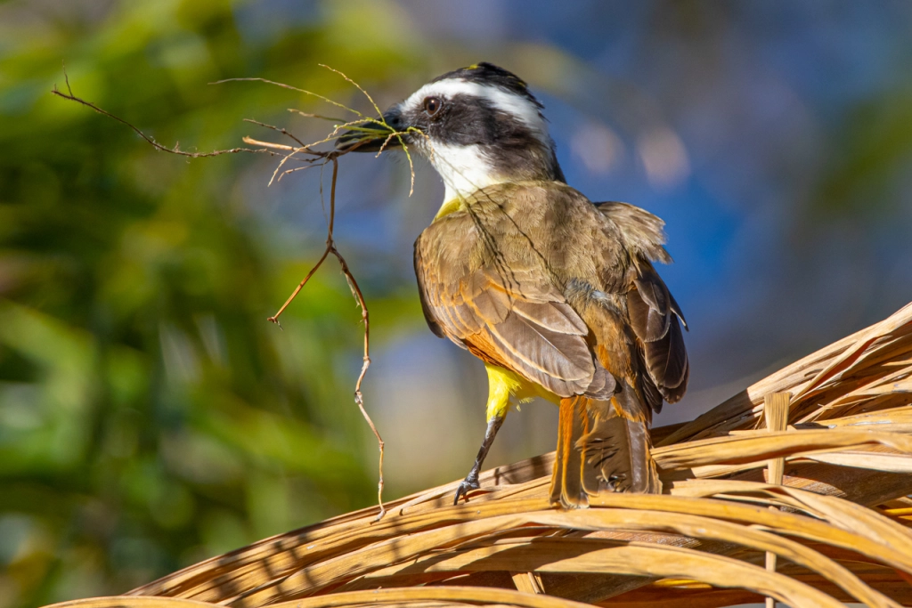 Great Kiskadee là loài chim nhỏ, thường được tìm thấy trong rừng thưa với tính cảnh giác cao.