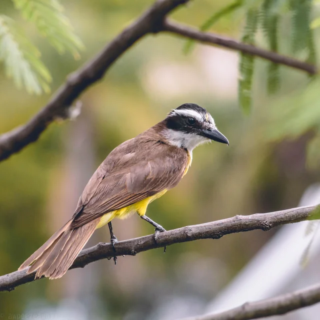 Tuy nhiên, chúng vẫn bị tấn công bởi chim Great Kiskadee, một loài chim nhỏ bé nhưng cảnh giác và tấn công mạnh mẽ khi cảm thấy đe dọa.