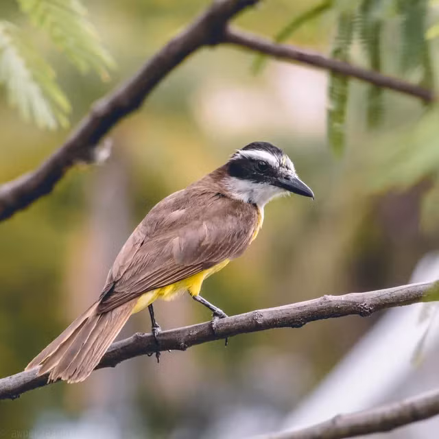 Tuy nhiên, chúng vẫn bị tấn công bởi chim Great Kiskadee, một loài chim nhỏ bé nhưng cảnh giác và tấn công mạnh mẽ khi cảm thấy đe dọa.