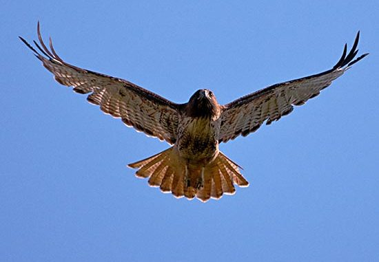 Diều hâu được mô tả là loài chim thông minh nhất trong nghiên cứu của tiến sĩ Louis Lefebvre, với tốc độ bay nhanh và thị lực tốt.