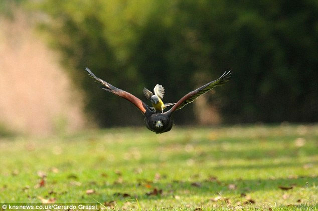 Nhiếp ảnh gia Gerardo Grassl đã ghi lại hình ảnh một con Great Kiskadee liên tục nhảy lên và tấn công một con diều hâu ở ngoại ô San Salvador, El Salvador.