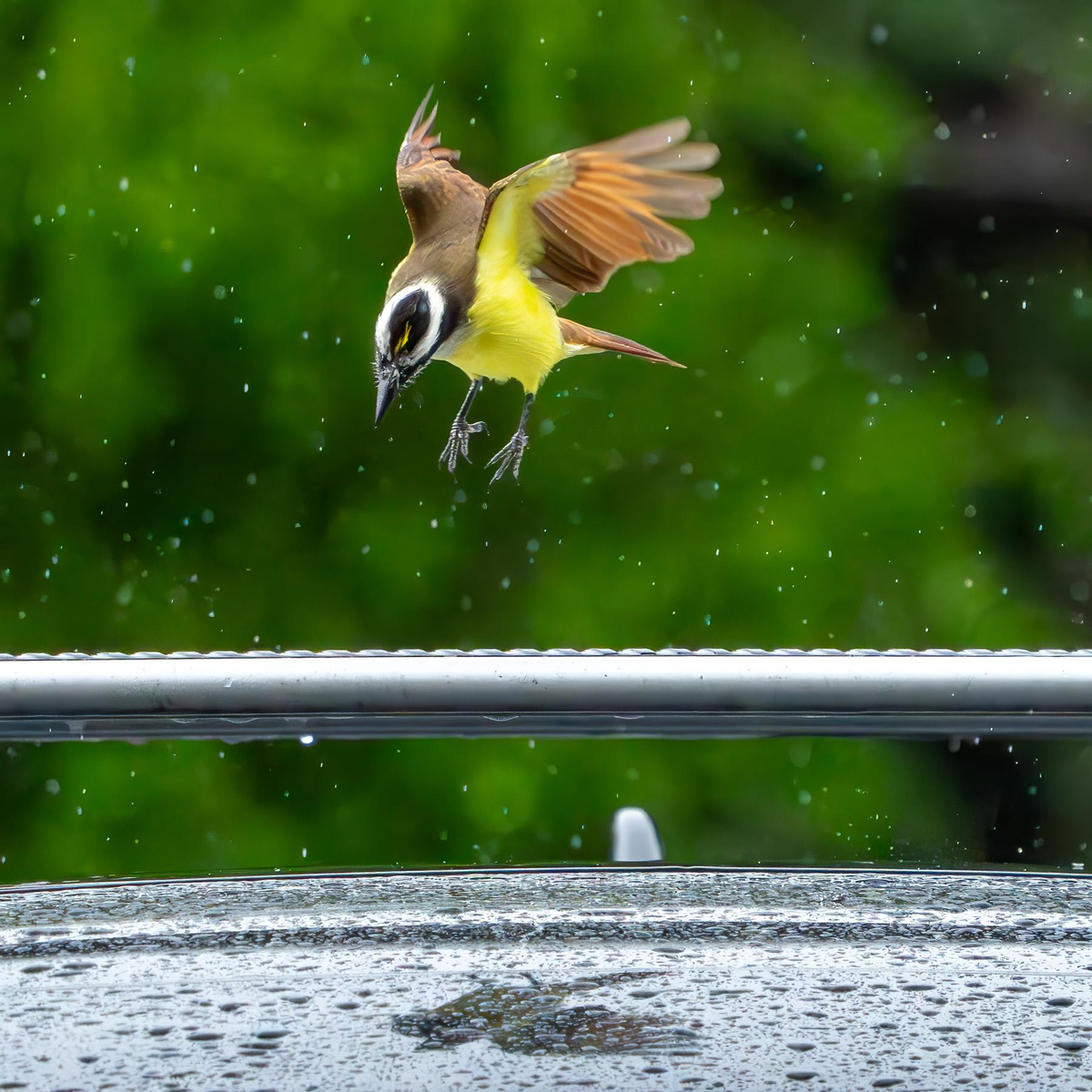 Cách chiến đấu của chúng bao gồm việc lao xuống đánh bất ngờ vào vùng lưng hoặc đầu của đối thủ.