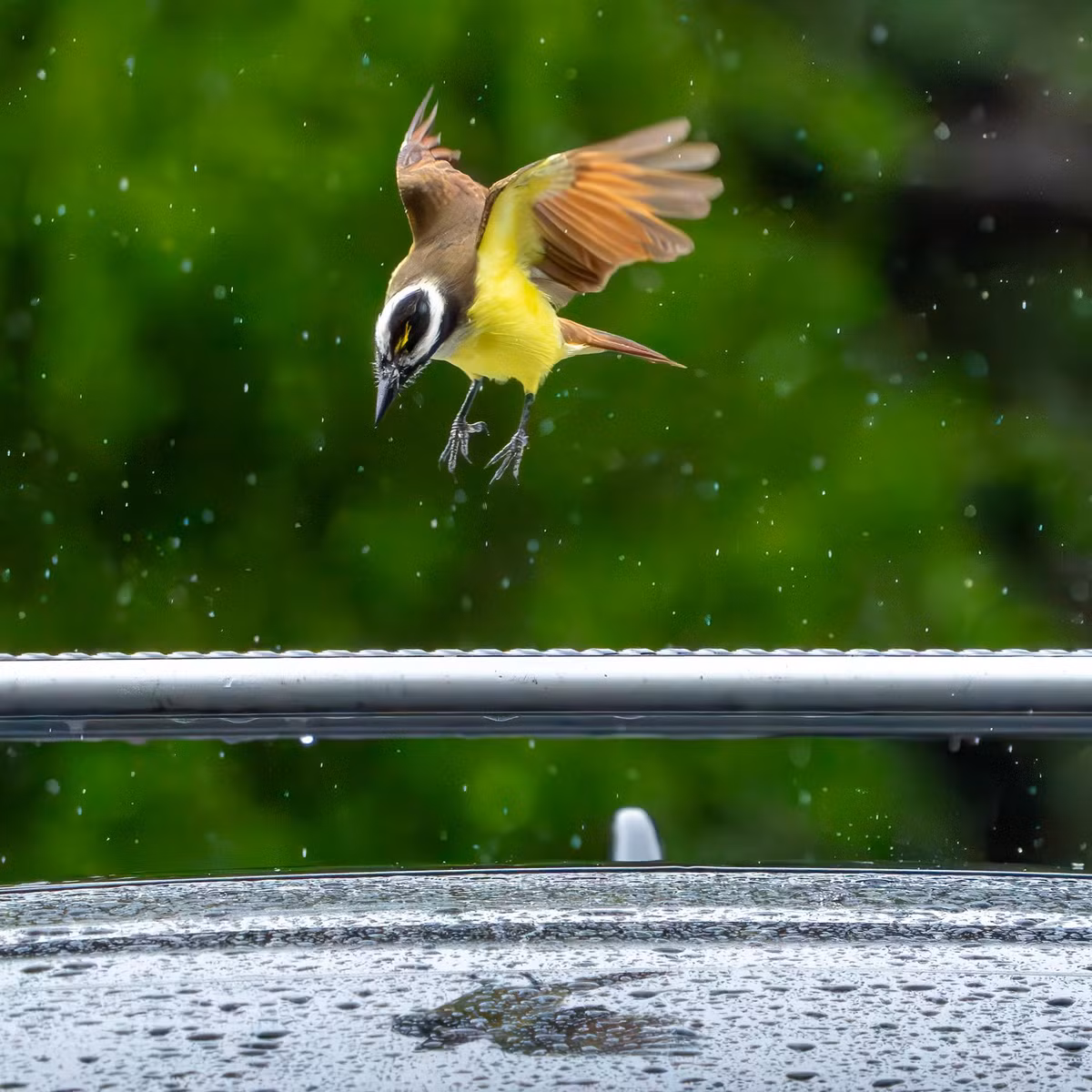 Cách chiến đấu của chúng bao gồm việc lao xuống đánh bất ngờ vào vùng lưng hoặc đầu của đối thủ.