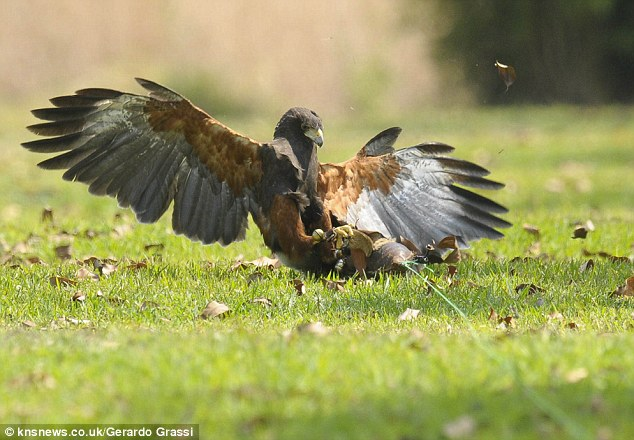 Chúng thường tấn công mạnh mẽ và khó đoán trước khiến các loài chim lớn như diều hâu, chim ưng hoặc đại bàng cảm thấy khó chịu và thậm chí bại trận trước sự tấn công của chúng.